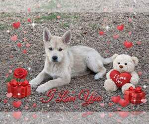 Shiba Inu-Unknown Mix Dogs for adoption in Yardley, PA, USA