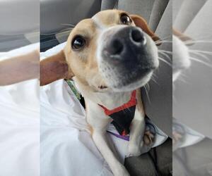 Jack Russell Terrier-Unknown Mix Dogs for adoption in Maryville, TN, USA