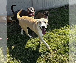Akita-Siberian Husky Mix Dogs for adoption in Corning, AR, USA