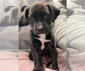 American Pit Bull Terrier Dogs for adoption in Stockton, CA, USA