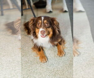 Australian Shepherd Dogs for adoption in St. Louis Park, MN, USA