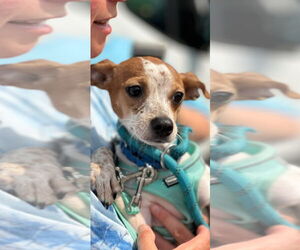 Jack Chi Dogs for adoption in Oakhurst, NJ, USA