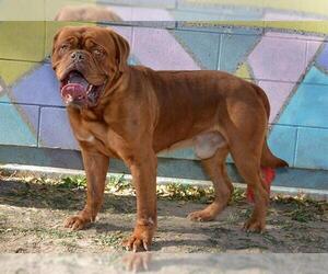 Dogue de Bordeaux Dogs for adoption in West Valley, UT, USA