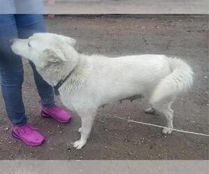 - Mix Dogs for adoption in San Antonio, TX, USA