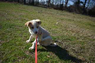Collie Dogs for adoption in Conway, AR, USA