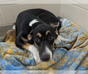Catahoula Leopard Dog-Labrador Retriever Mix Dogs for adoption in Jackson, CA, USA