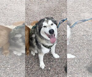 Alaskan Malamute Dogs for adoption in Winter Park, CO, USA