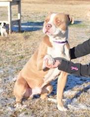 American Pit Bull Terrier Dogs for adoption in Forrest City, AR, USA
