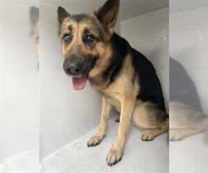 German Shepherd Dog Dogs for adoption in Houston, TX, USA