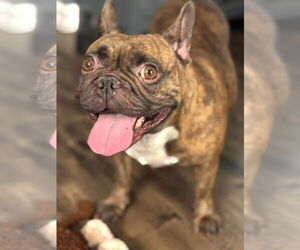 Medium Photo #1 French Bulldog Puppy For Sale in Brights Grove, Ontario, Canada