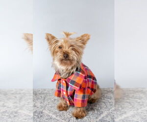 Mutt Dogs for adoption in St. Louis Park, MN, USA