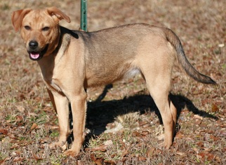 Beagle-German Shepherd Dog Mix Dogs for adoption in Attalka, AL, USA