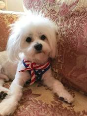 Maltese Dogs for adoption in Bridgewater, NJ, USA