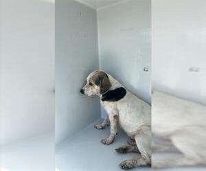Beagle-Unknown Mix Dogs for adoption in Houston, TX, USA