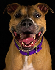 Boxer-Unknown Mix Dogs for adoption in Media, PA, USA