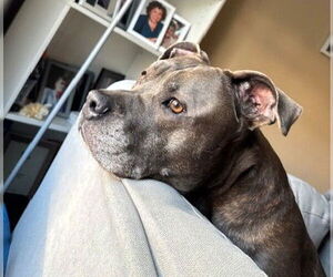 Boxer-Unknown Mix Dogs for adoption in Boonton, NJ, USA