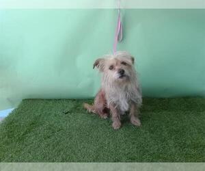 Mutt Dogs for adoption in Downey, CA, USA