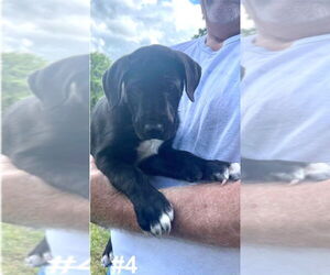 Collie-Great Dane Mix Dogs for adoption in Bullard, TX, USA