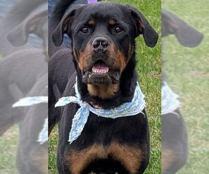 Rottweiler Dogs for adoption in Hillsboro, NH, USA