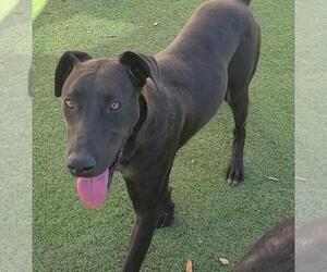 Labrador Retriever-Unknown Mix Dogs for adoption in Rockwall, TX, USA