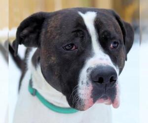 American Bulldog Dogs for adoption in Estherville, IA, USA