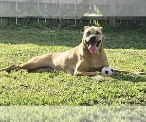 Mountain Cur-Unknown Mix Dogs for adoption in Royal Palm Beach, FL, USA