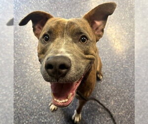 Mutt Dogs for adoption in Anchorage, AK, USA