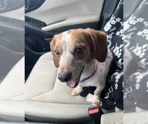 Beagle Dogs for adoption in Atlanta, GA, USA