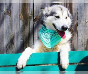 Alusky Dogs for adoption in Wetumpka, AL, USA
