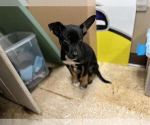 German Shepherd Dog-Unknown Mix Dogs for adoption in Tulsa, OK, USA