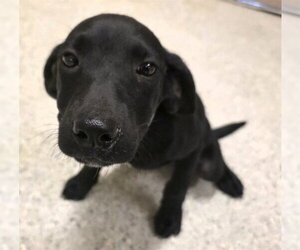 Labrador Retriever-Unknown Mix Dogs for adoption in Conroe, TX, USA