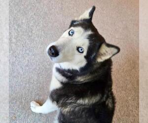 Siberian Husky Dogs for adoption in Camarillo, CA, USA