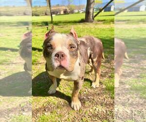 Bulldog-Unknown Mix Dogs for adoption in Spring Lake, NJ, USA