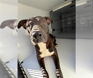 American Pit Bull Terrier-Unknown Mix Dogs for adoption in Houston, TX, USA