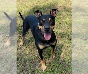 Labrottie Dogs for adoption in Glenwood, GA, USA