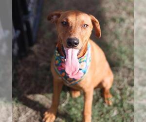 Labrador Retriever-Unknown Mix Dogs for adoption in San Antonio, TX, USA