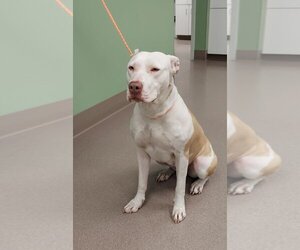 American Pit Bull Terrier Dogs for adoption in La Porte, IN, USA