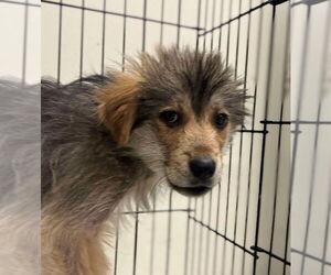Great Pyrenees-Unknown Mix Dogs for adoption in New York, NY, USA