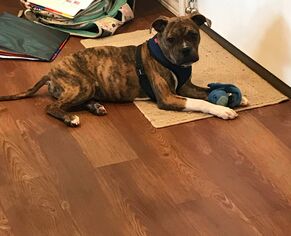 Boxer Dogs for adoption in Pleasanton, TX, USA