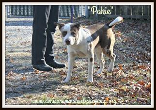 Lab-Pointer Dogs for adoption in Denison, TX, USA