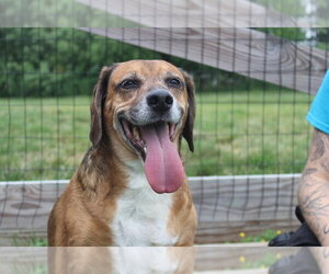 Medium Photo #3 Beagle-Unknown Mix Puppy For Sale in Chestertown, MD, USA
