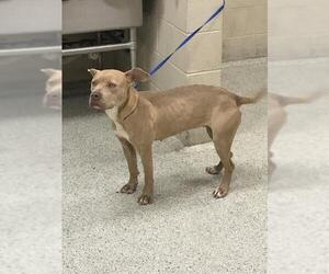 Mutt Dogs for adoption in Conroe, TX, USA