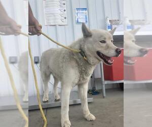Siberian Husky Dogs for adoption in Bakersfield, CA, USA