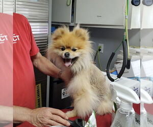 Pomeranian Dogs for adoption in Mooresville, NC, USA