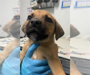 American Pit Bull Terrier-Unknown Mix Dogs for adoption in Bakersfield, CA, USA