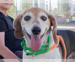 Beagle Dogs for adoption in Santa Rosa, CA, USA
