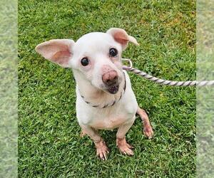 Chihuahua Dogs for adoption in Camarillo, CA, USA