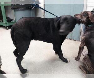 American Pit Bull Terrier-Unknown Mix Dogs for adoption in Oklahoma City, OK, USA