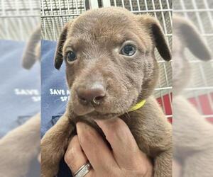 German Shepherd Dog-Unknown Mix Dogs for adoption in Visalia, CA, USA