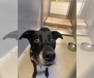 Australian Kelpie Dogs for adoption in Rancho Cucamonga, CA, USA